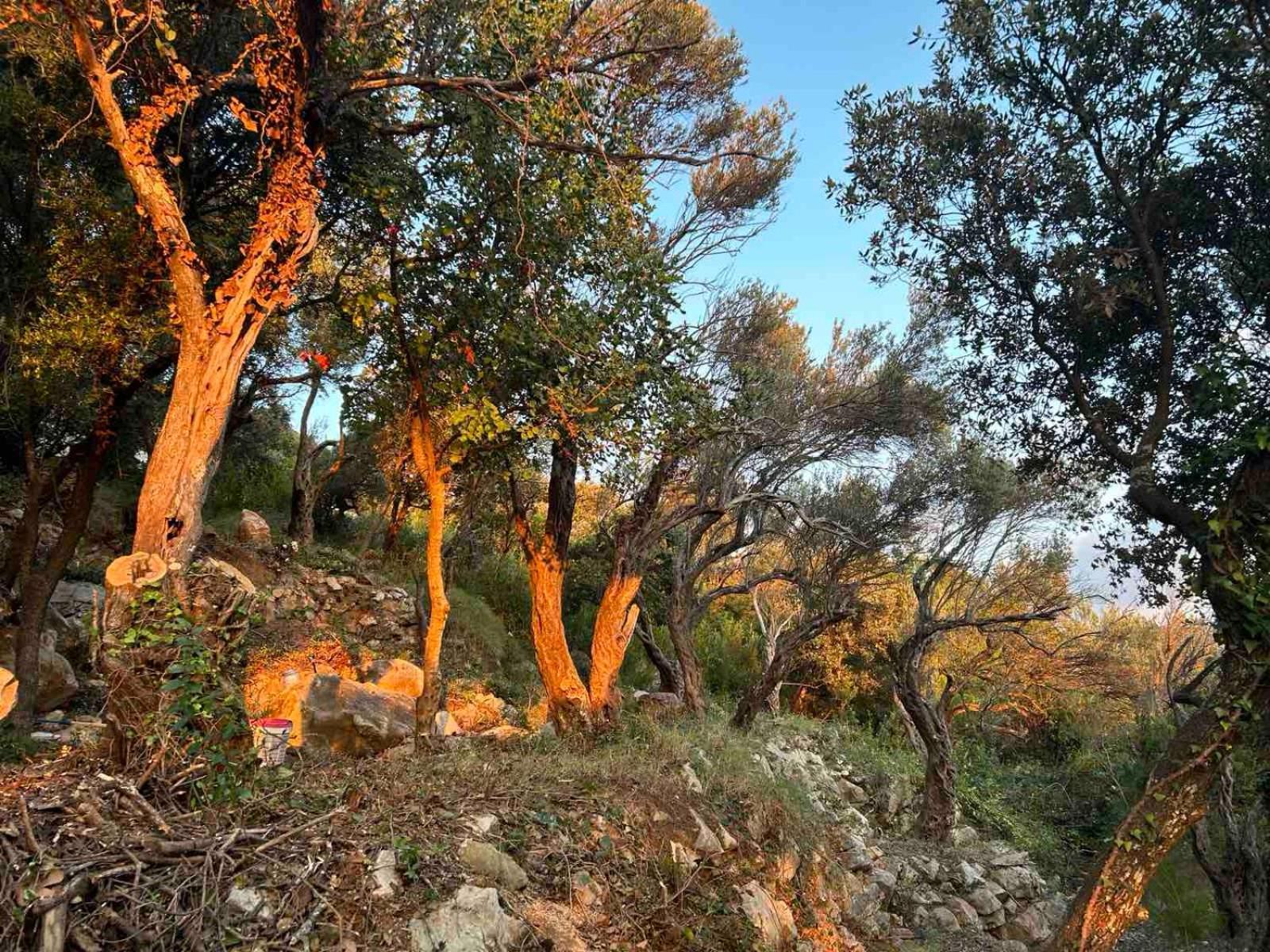 Mongoose Lejlighed Herceg Novi Eksteriør billede